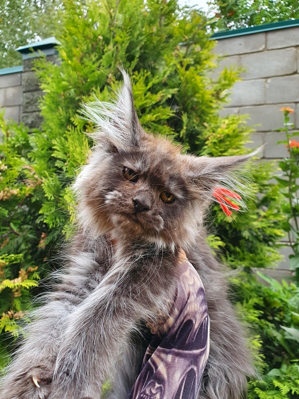 R*Tapioca  Akbars (PET) - Kitten maine-coon 2 months 3 weeks