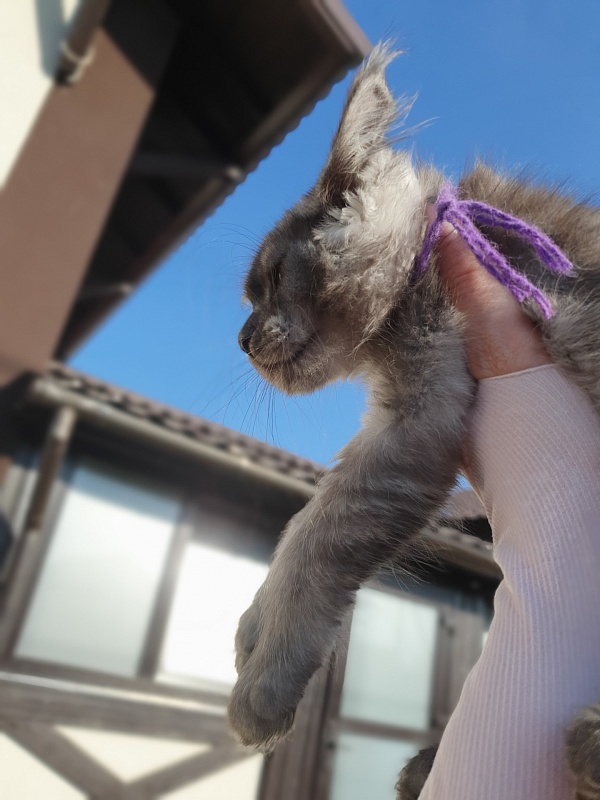 Ross Akbars - Kitten maine-coon 2 months 1 week