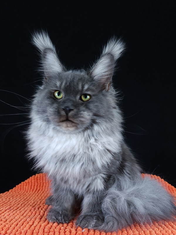 Ross Akbars - Kitten maine-coon 6 months 3 weeks