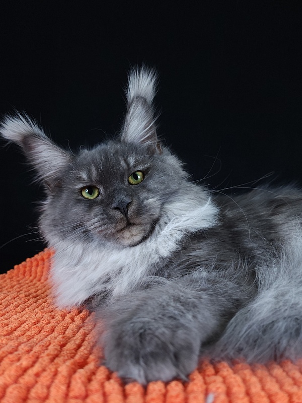 Ross Akbars - Kitten maine-coon 6 months 3 weeks