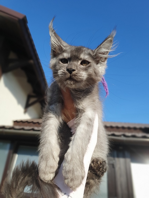 Ross Akbars - Kitten maine-coon 2 months 1 week