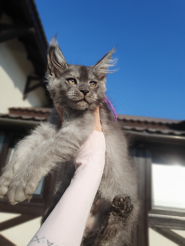 Ross Akbars - Kitten maine-coon 2 months 1 week