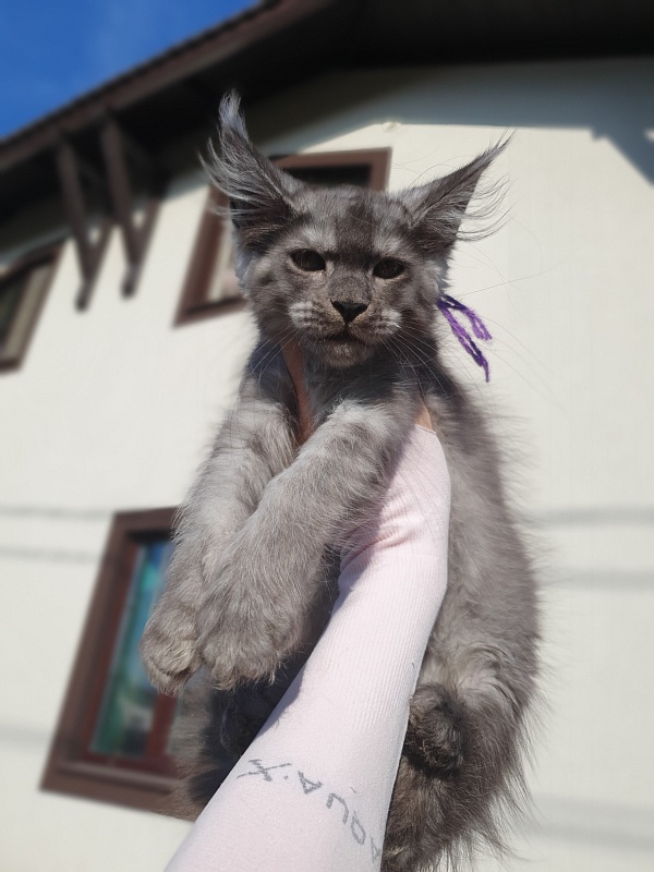 Ross Akbars - Kitten maine-coon 2 months 1 week