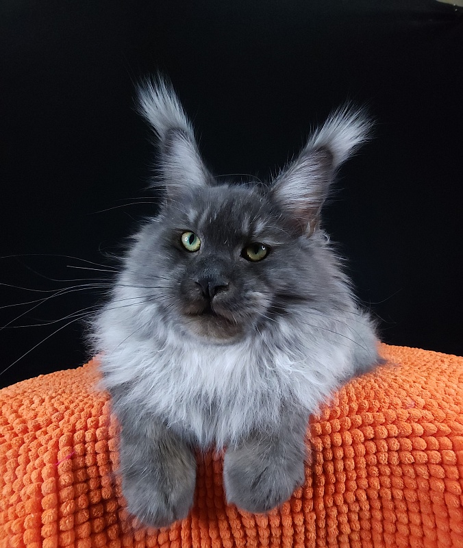 Ross Akbars - Kitten maine-coon 6 months 3 weeks