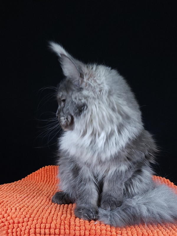 Ross Akbars - Kitten maine-coon 6 months 3 weeks