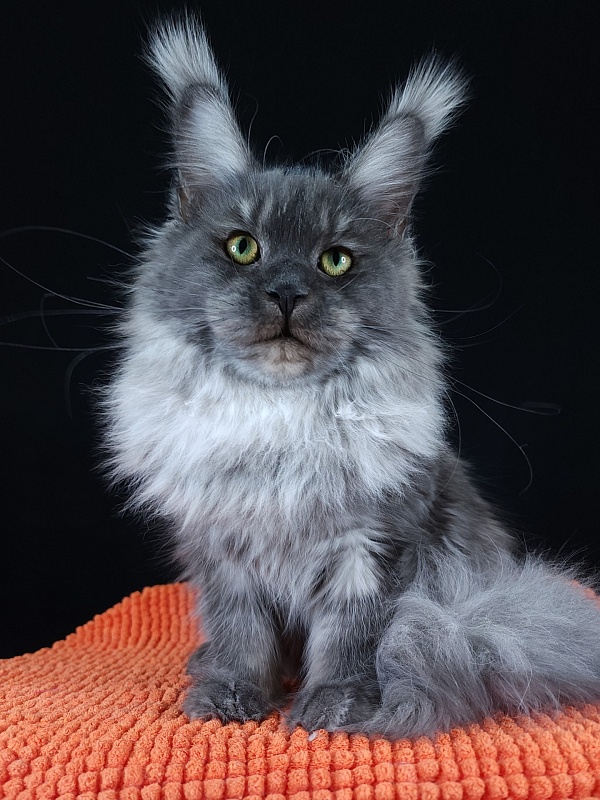 Ross Akbars - Kitten maine-coon 6 months 3 weeks