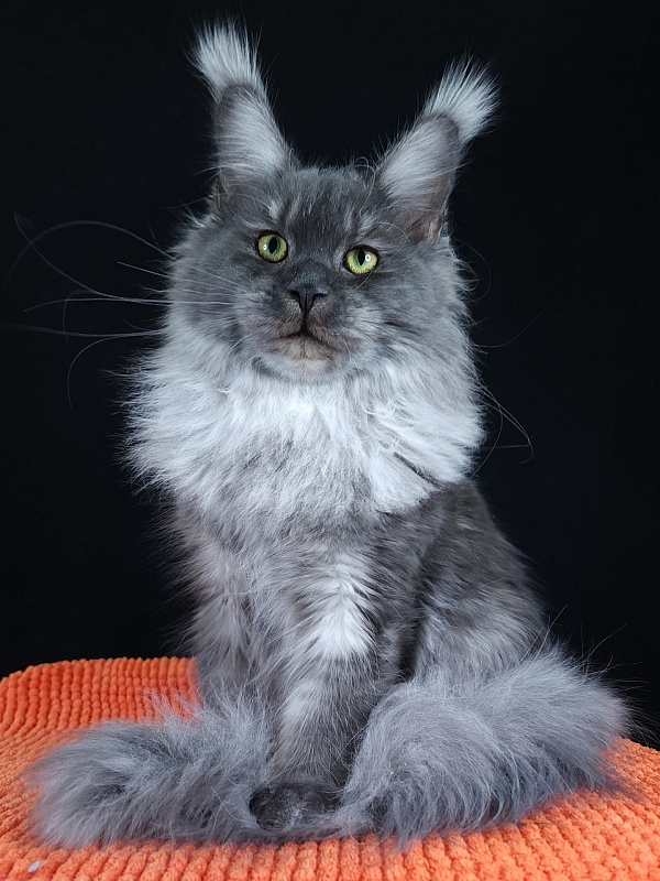 Ross Akbars - Kitten maine-coon 6 months 3 weeks