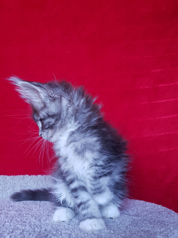 Salina Akbars - Kitten maine-coon 2 months