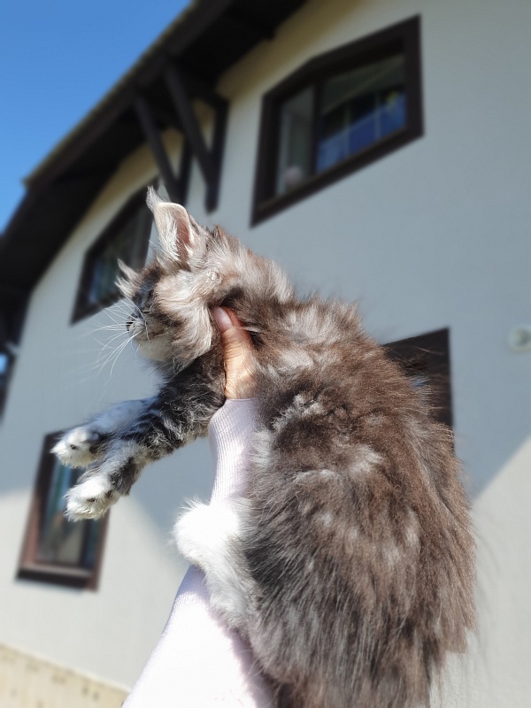 Salina Akbars - Kitten maine-coon 2 months 0.5 weeks