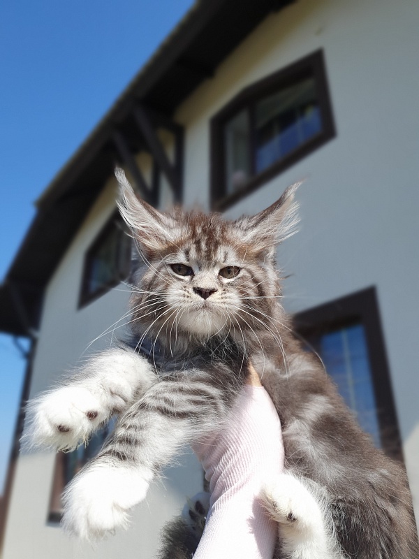 Salina Akbars - Kitten maine-coon 2 months 0.5 weeks
