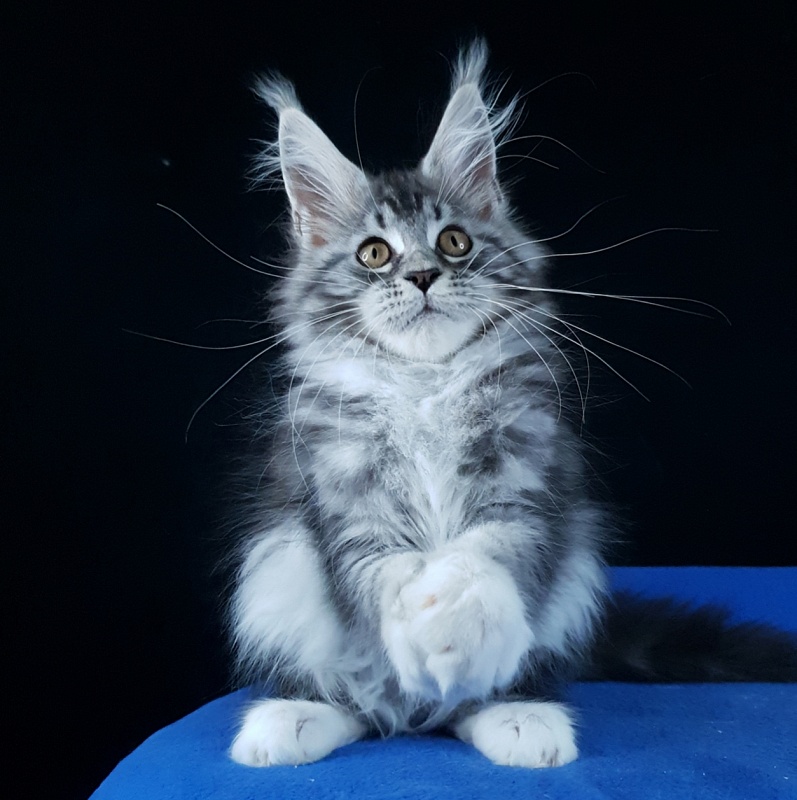 Salina Akbars - Kitten maine-coon 2 months 4 weeks