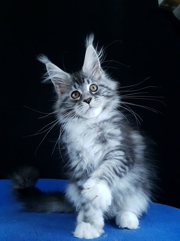 Salina Akbars - Kitten maine-coon 2 months 4 weeks