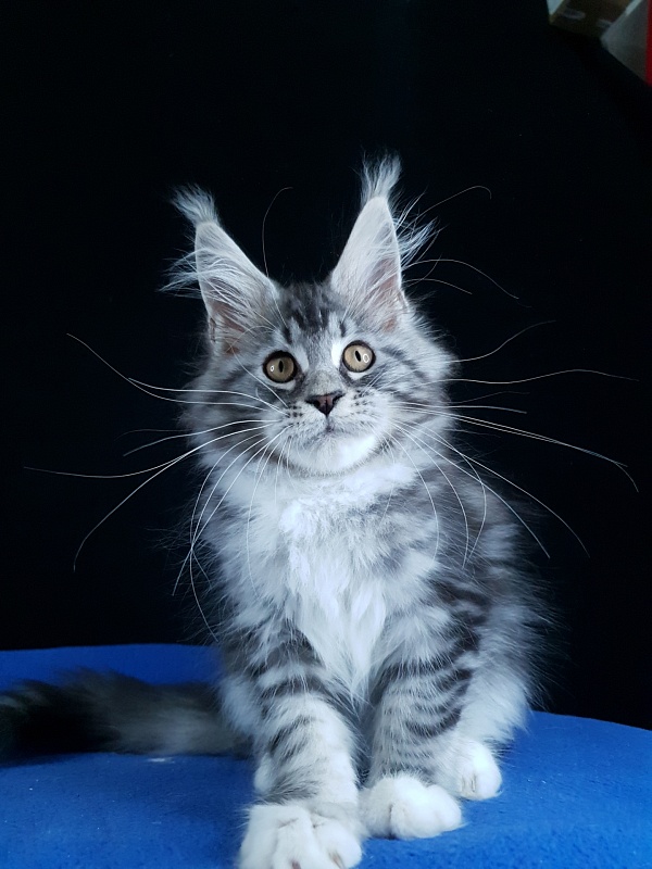 Salina Akbars - Kitten maine-coon 2 months 4 weeks