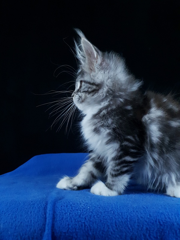 Salina Akbars - Kitten maine-coon 2 months 4 weeks