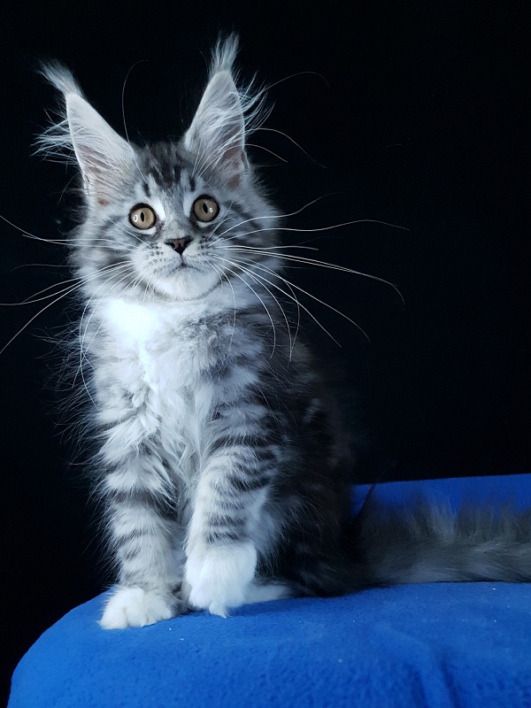 Salina Akbars - Kitten maine-coon 2 months 4 weeks