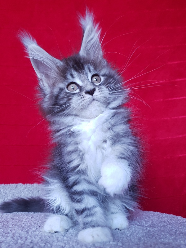 Salina Akbars - Kitten maine-coon 2 months