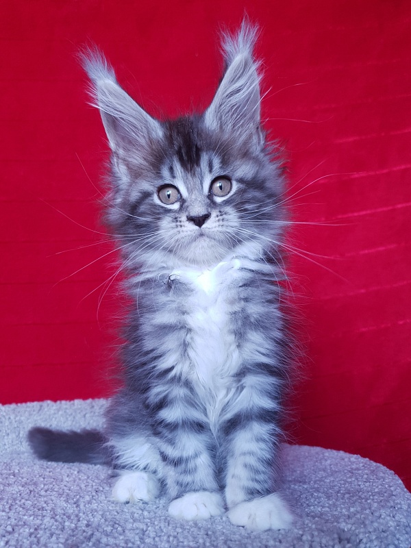 Salina Akbars - Kitten maine-coon 2 months