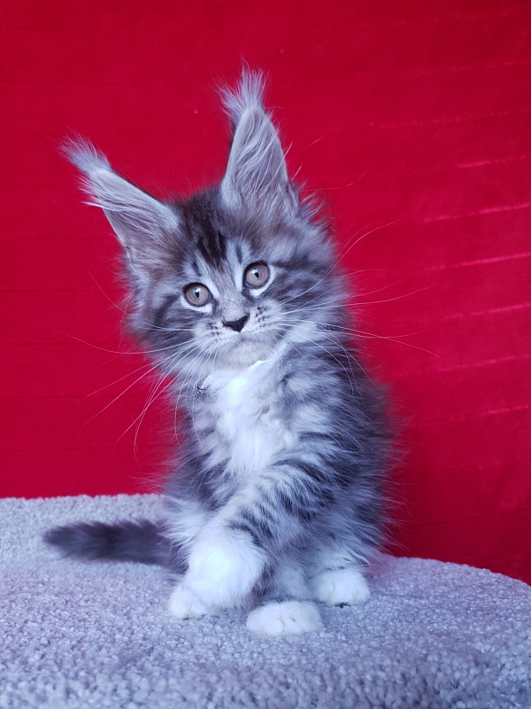 Salina Akbars - Kitten maine-coon 2 months