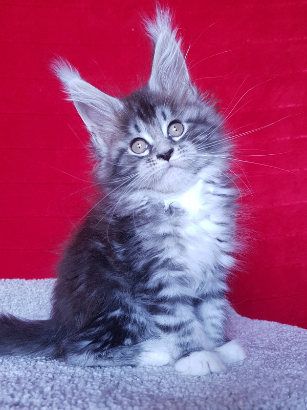 Salina Akbars - Kitten maine-coon 2 months