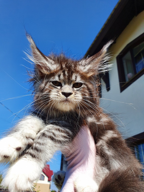 Salina Akbars - Kitten maine-coon 2 months 0.5 weeks