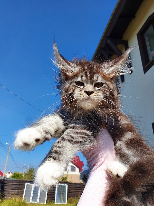 Salina Akbars - Kitten maine-coon 2 months 0.5 weeks