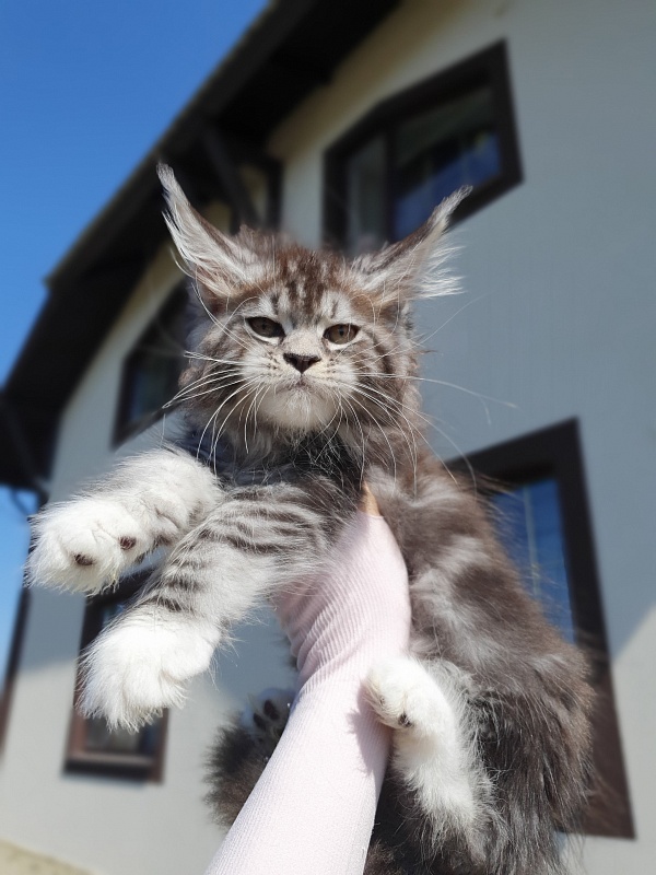 Salina Akbars - Kitten maine-coon 2 months 0.5 weeks