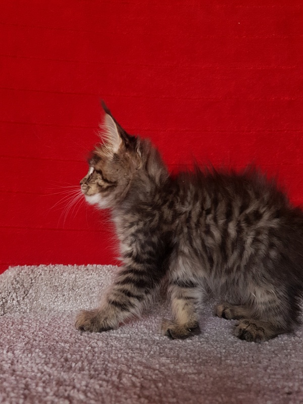 Samanta Akbars - Kitten maine-coon 2 months