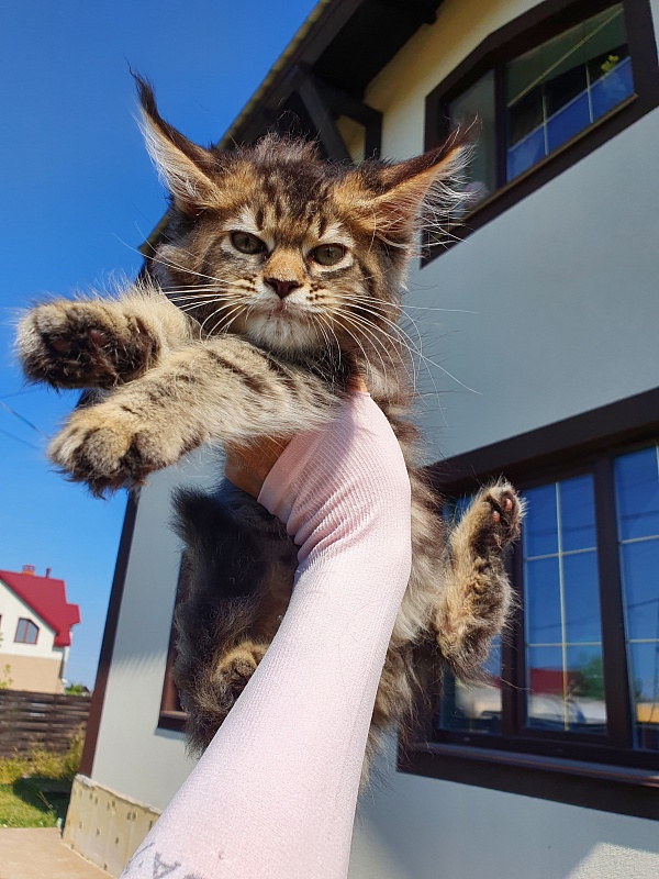 Samanta Akbars - Kitten maine-coon 2 months 0.5 weeks