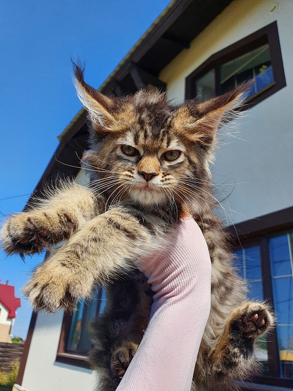 Samanta Akbars - Kitten maine-coon 2 months 0.5 weeks