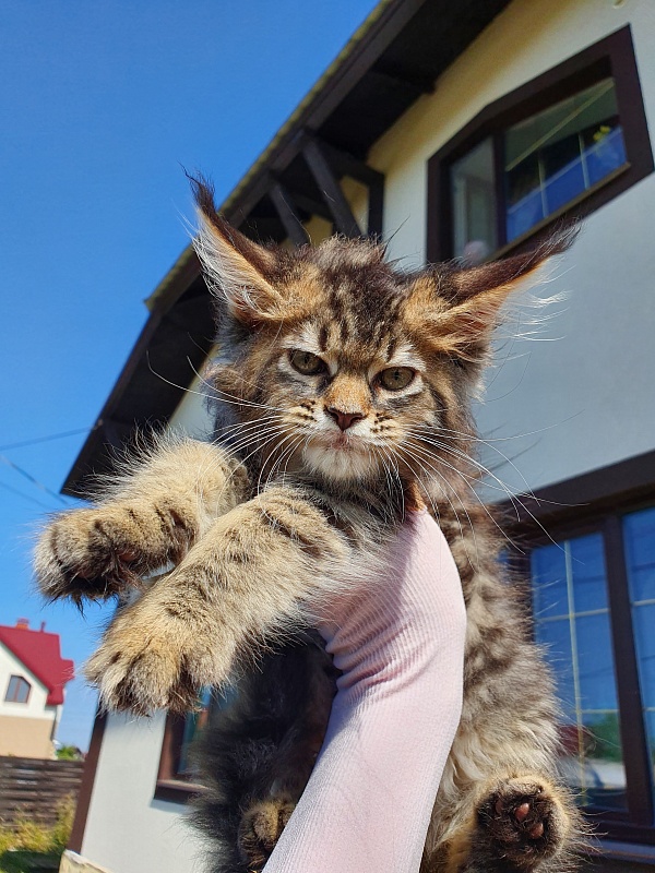 Samanta Akbars - Kitten maine-coon 2 months 0.5 weeks