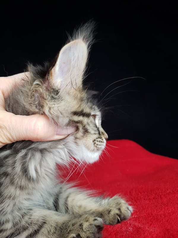 Samanta Akbars - Kitten maine-coon 2 months 2.5 weeks