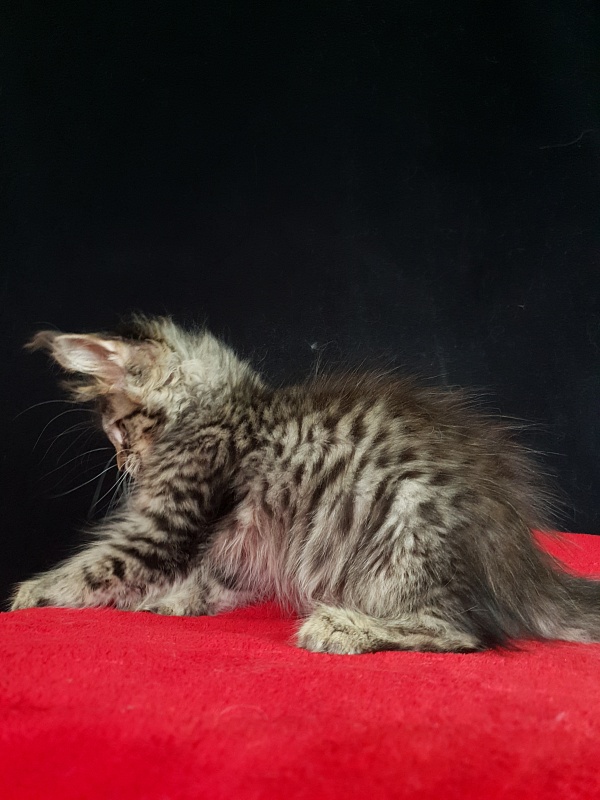 Samanta Akbars - Kitten maine-coon 2 months 2.5 weeks