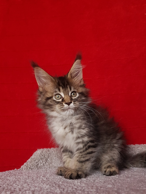 Samanta Akbars - Kitten maine-coon 2 months