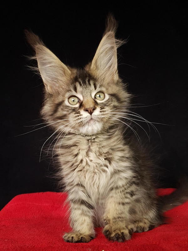 Samanta Akbars - Kitten maine-coon 2 months 3 weeks