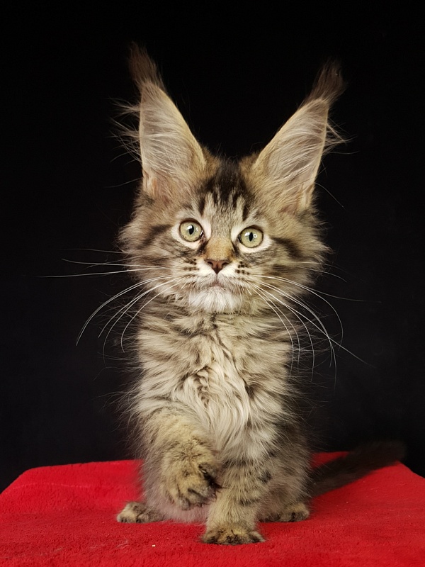 Samanta Akbars - Kitten maine-coon 2 months 3 weeks