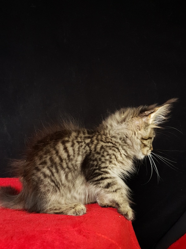 Samanta Akbars - Kitten maine-coon 2 months 3 weeks