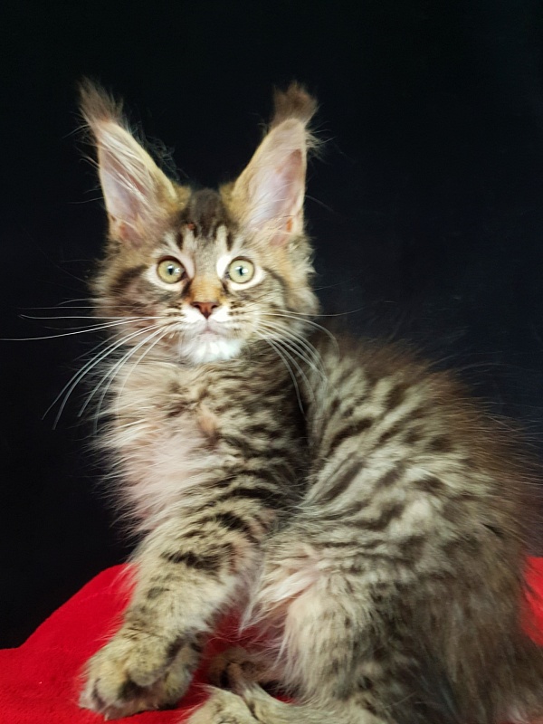 Samanta Akbars - Kitten maine-coon 2 months 3 weeks