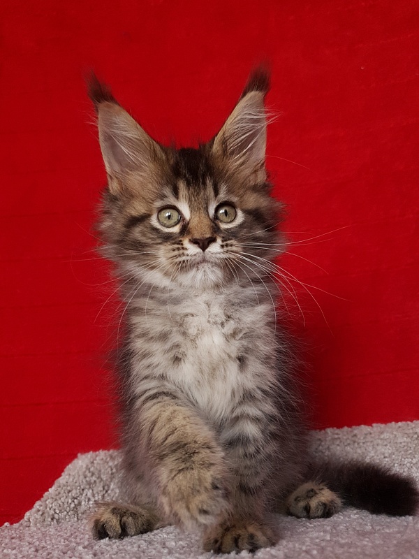 Samanta Akbars - Kitten maine-coon 2 months