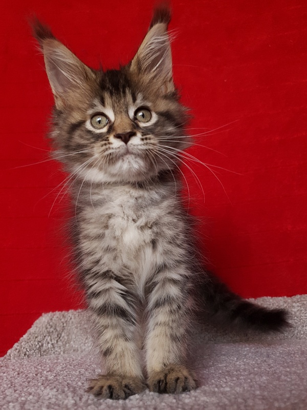 Samanta Akbars - Kitten maine-coon 2 months