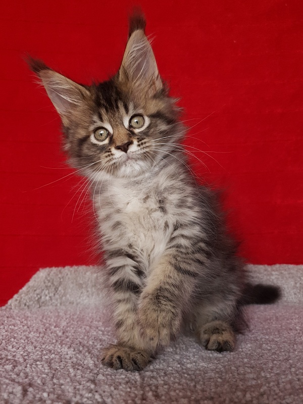 Samanta Akbars - Kitten maine-coon 2 months