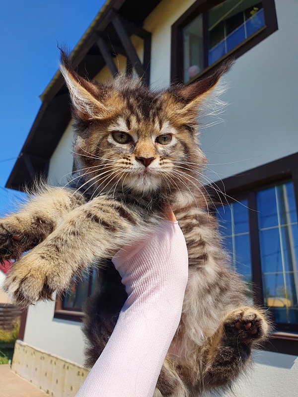 Samanta Akbars - Kitten maine-coon 2 months 0.5 weeks