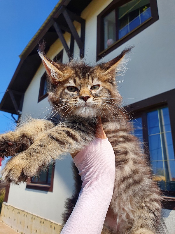 Samanta Akbars - Kitten maine-coon 2 months 0.5 weeks
