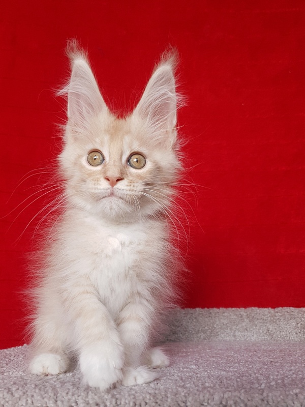 Saigon Akbars - Kitten maine-coon 2 months