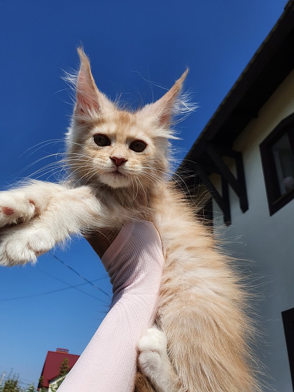 Saigon Akbars - Kitten maine-coon 2 months 0.5 weeks