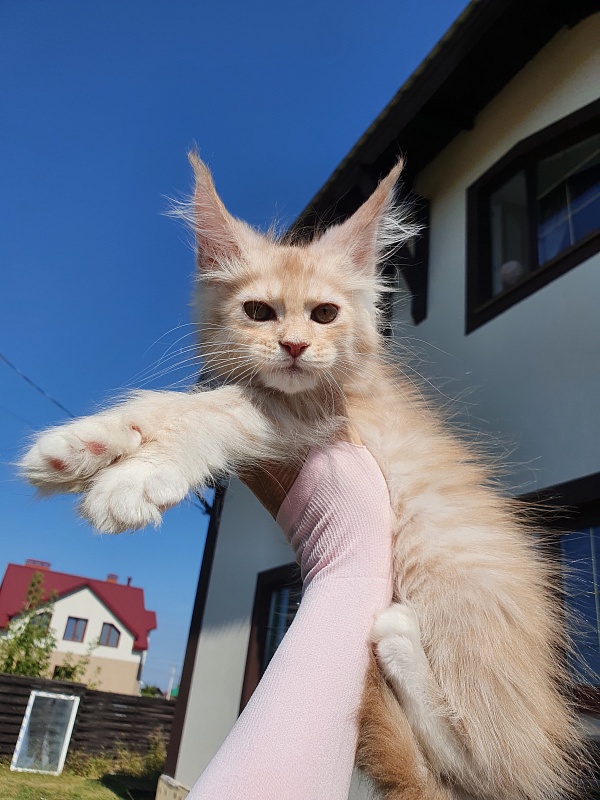 Saigon Akbars - Kitten maine-coon 2 months 0.5 weeks