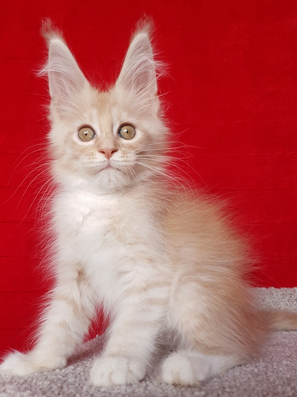 Saigon Akbars - Kitten maine-coon 2 months