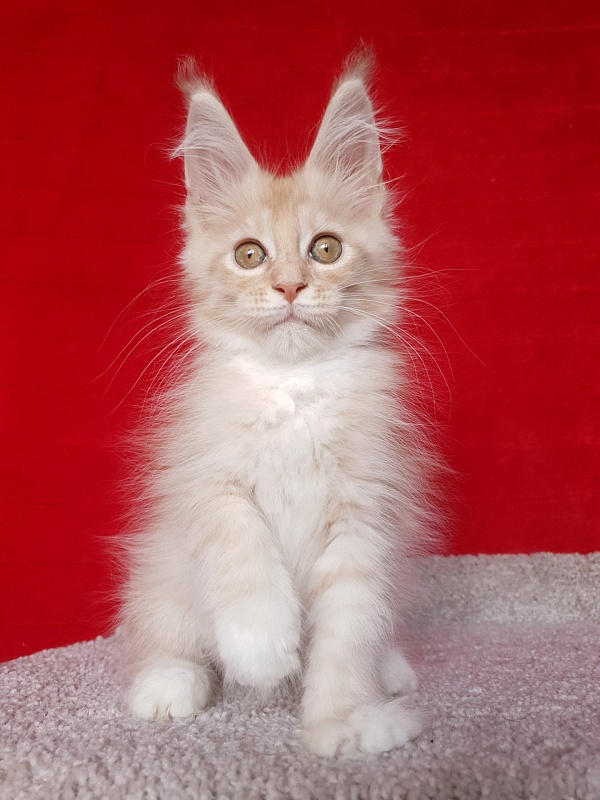 Saigon Akbars - Kitten maine-coon 2 months