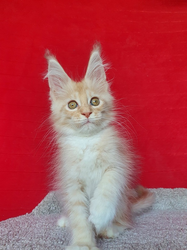 Saigon Akbars - Kitten maine-coon 2 months