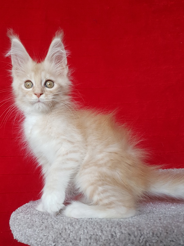 Saigon Akbars - Kitten maine-coon 2 months