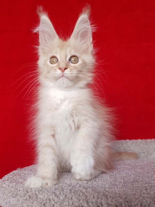 Saigon Akbars - Kitten maine-coon 2 months